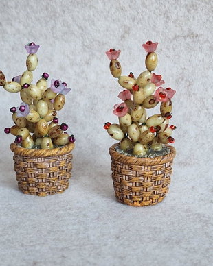 Cactus miniatural