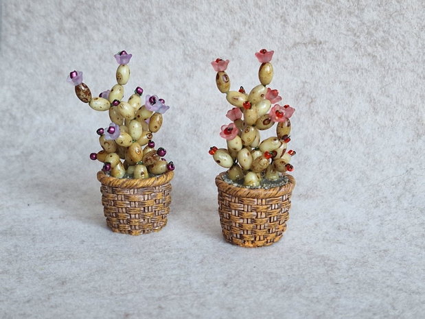 Cactus miniatural