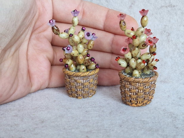 Cactus miniatural