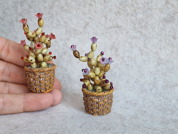 Cactus miniatural