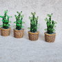Bambus mic
