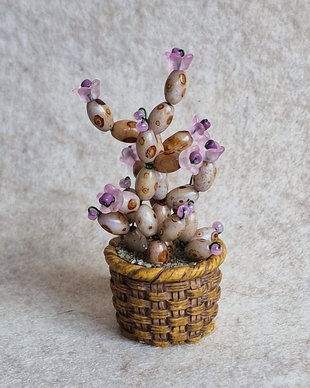 Cactus miniatural