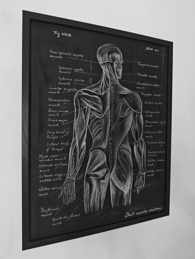 Anatomia Umana - Mușchii spatelui