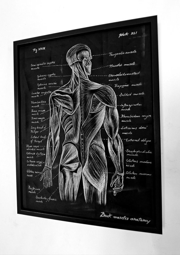 Anatomia Umana - Mușchii spatelui