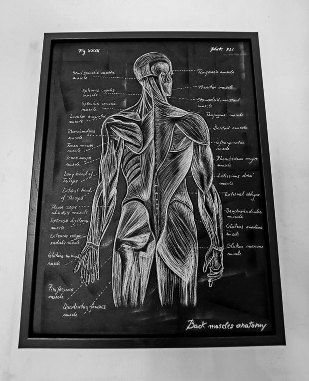Anatomia Umana - Mușchii spatelui
