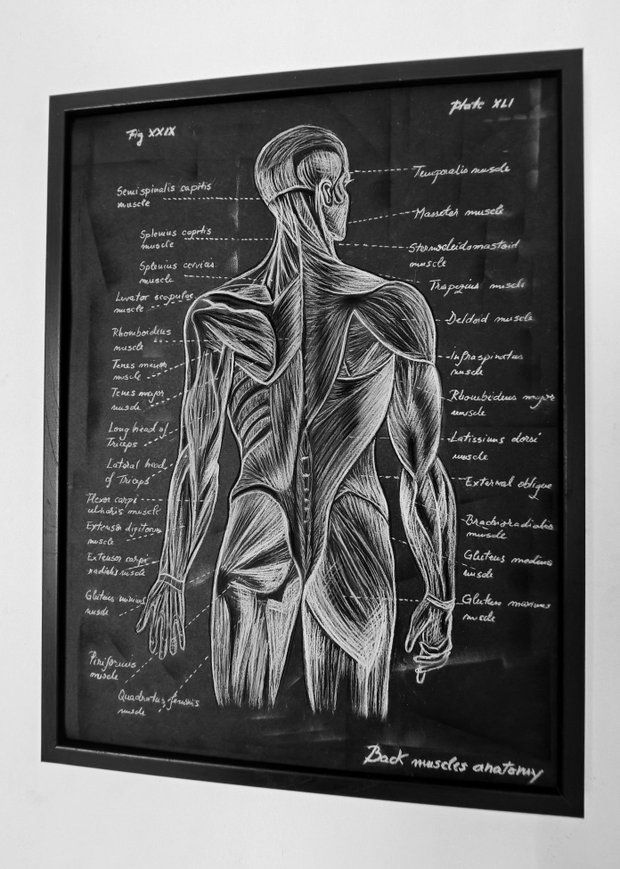 Anatomia Umana - Mușchii spatelui