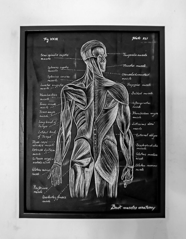 Anatomia Umana - Mușchii spatelui