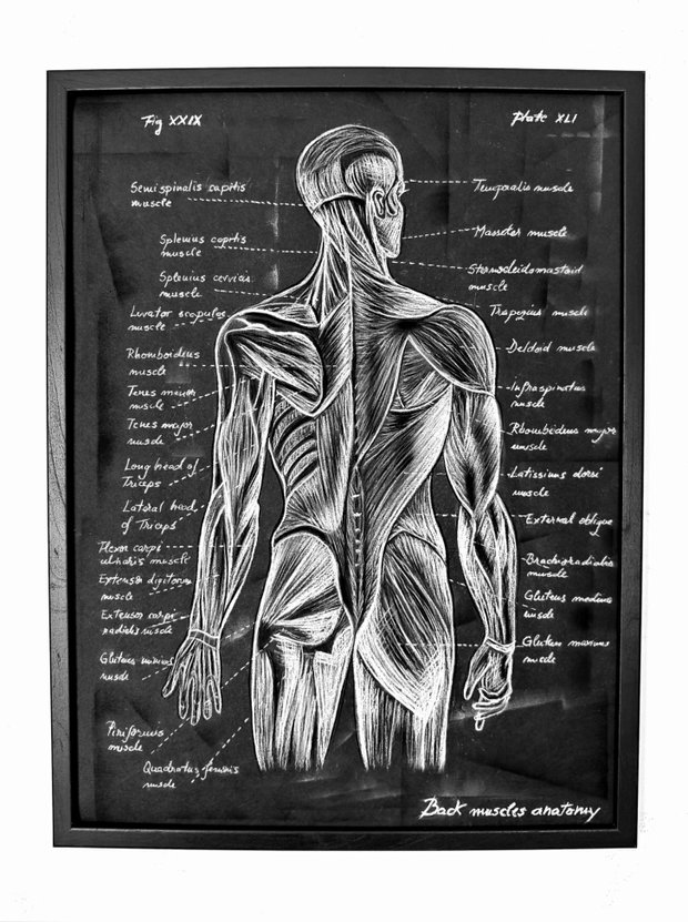 Anatomia Umana - Mușchii spatelui
