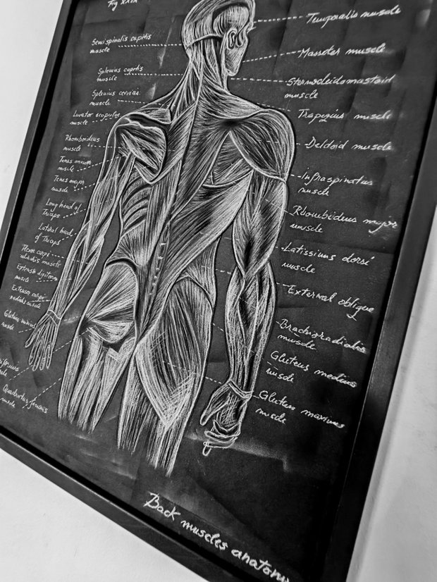 Anatomia Umana - Mușchii spatelui