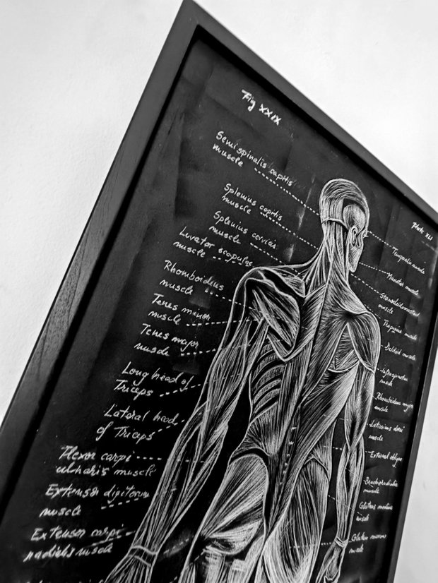 Anatomia Umana - Mușchii spatelui