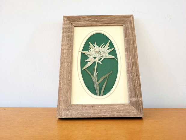 Tablou floare de colț presată natural