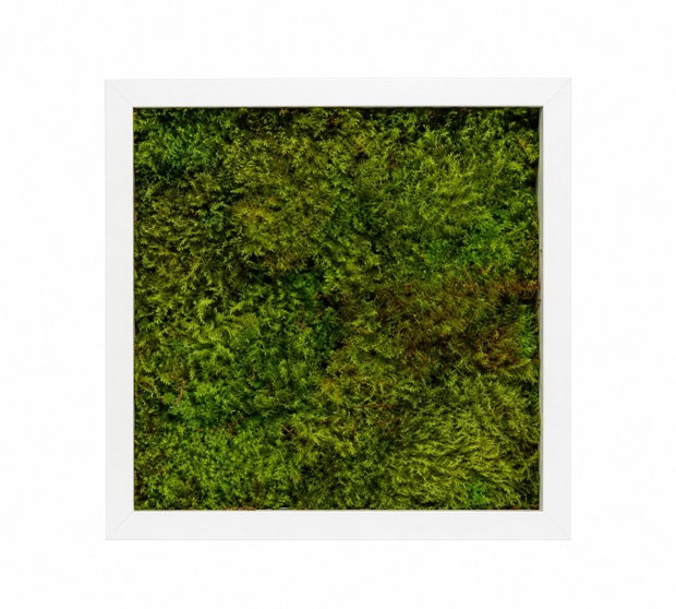 Tablou patrat cu muschi stabilizat Verde Forest 30x30 cm