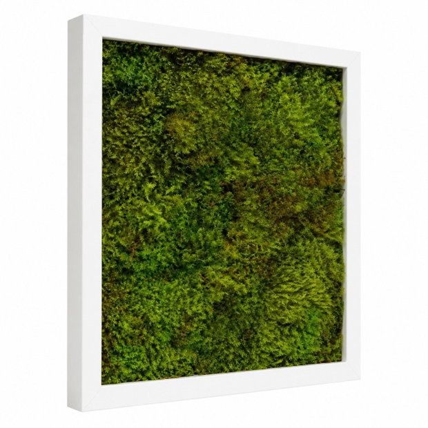 Tablou patrat cu muschi stabilizat Verde Forest 30x30 cm