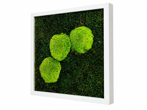 Tablou cu muschi stabilizat si muschi bombat Verde Contrast 30x30 cm