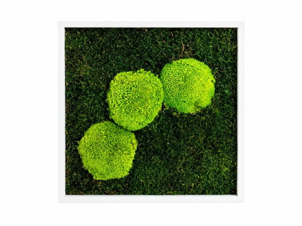 Tablou cu muschi stabilizat si muschi bombat Verde Contrast 30x30 cm