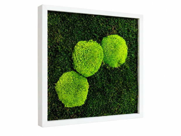 Tablou cu muschi stabilizat si muschi bombat Verde Contrast 30x30 cm