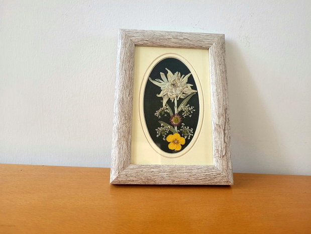 Tablou floare de colț naturală