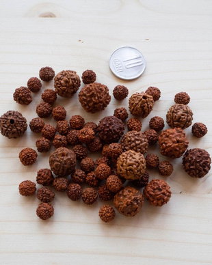 Mărgele naturale Rudraksha  diferite dimensiuni