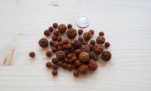 Mărgele naturale Rudraksha  diferite dimensiuni