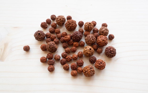 Mărgele naturale Rudraksha  diferite dimensiuni