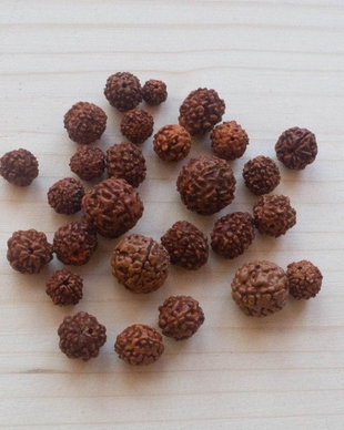 Lot mărgele naturale Rudraksha  diferite dimensiuni