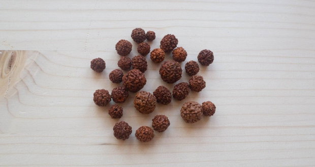 Lot mărgele naturale Rudraksha diferite dimensiuni