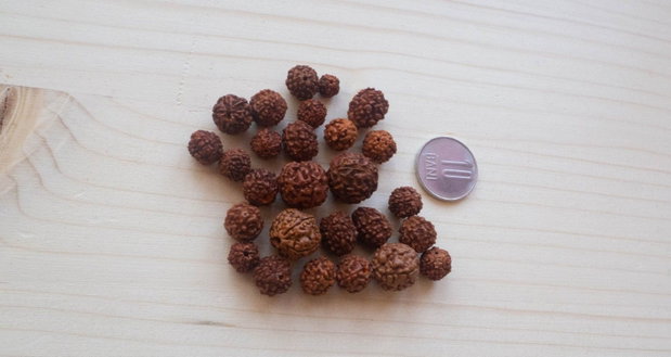 Lot mărgele naturale Rudraksha diferite dimensiuni
