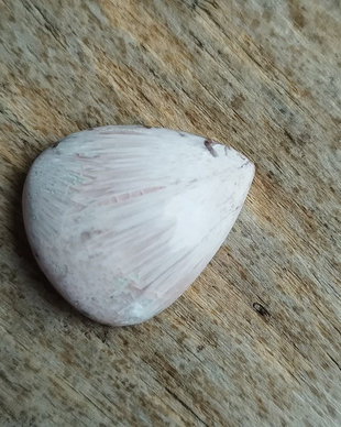 Cabochon scolecit, 24x20x6 mm
