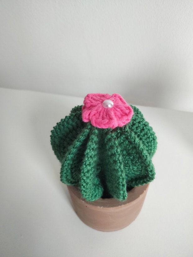 Cactus