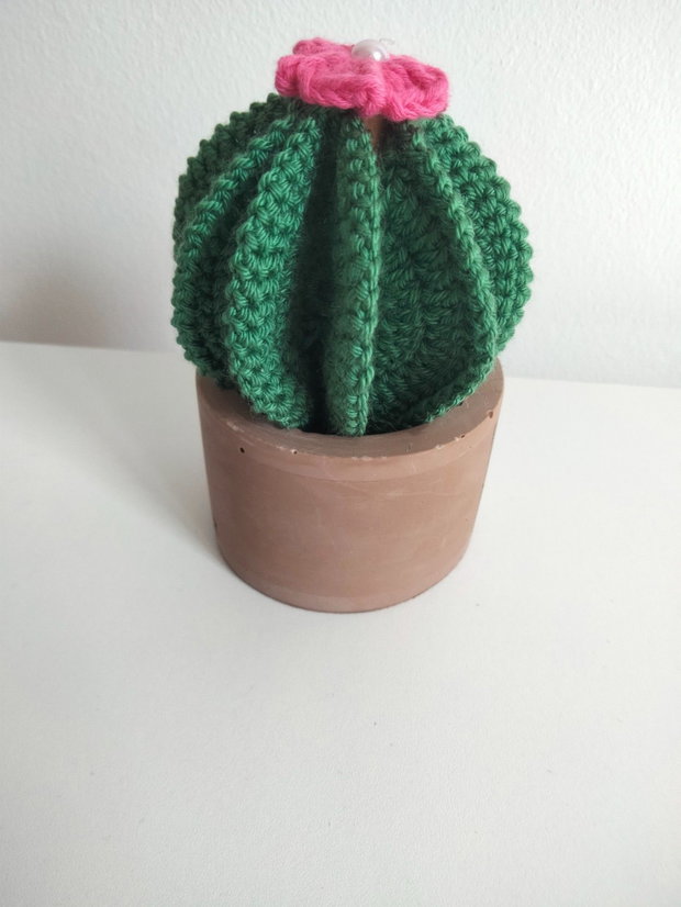 Cactus