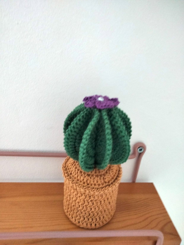 Cactus